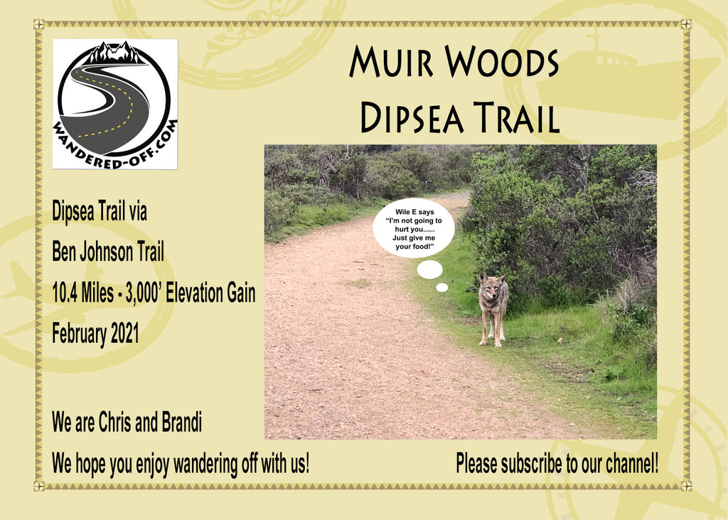 Muir Woods - Hiking the Dipsea Trail